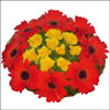 Morning Glory - Click here to View more details about this Product