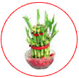 Good Luck Plants
