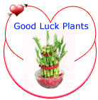 Good Luck Plants
