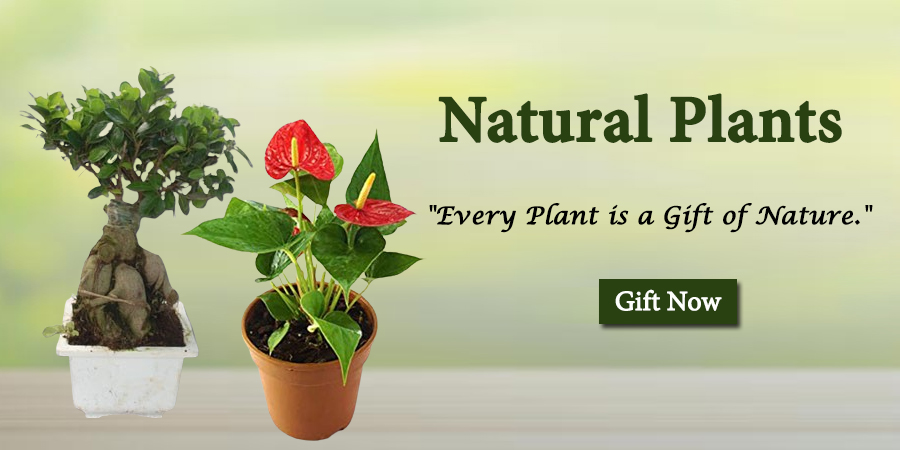 Natural Plants