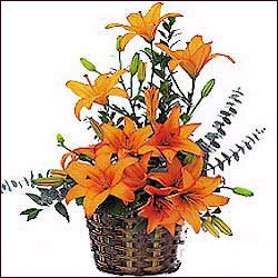 "Lily Splendor - Click here to View more details about this Product