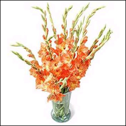 "Orange Dazzle - Click here to View more details about this Product