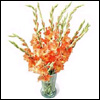Orange Dazzle