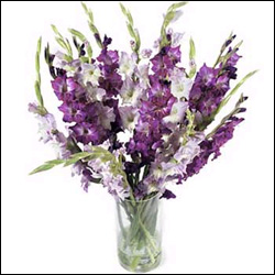 "Midnight Surprise Flowers - codeF02 - Click here to View more details about this Product