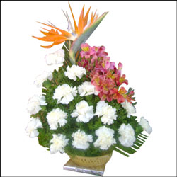 "Lily Splendor - Click here to View more details about this Product