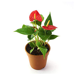Fresh Plants