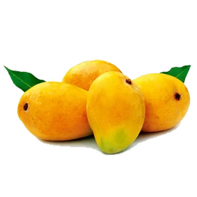 "Alphonso mangoes - 12 Pieces - Click here to View more details about this Product