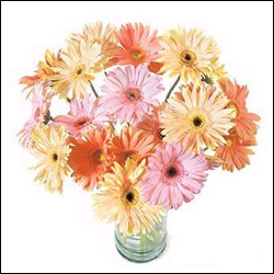 "Gerbera fantasy - Click here to View more details about this Product