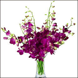 "Kalaneta Violet colour Venkatagiri Seiko saree SLSM-15 - Click here to View more details about this Product