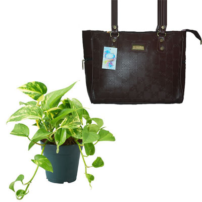 "Gift Hamper - code MH02 - Click here to View more details about this Product
