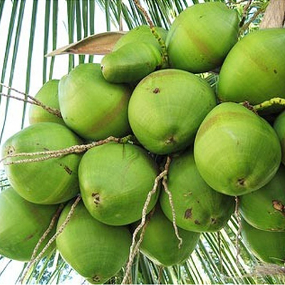 "Coconuts - 12nos - Click here to View more details about this Product