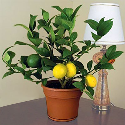 "Lemon Tree - Click here to View more details about this Product